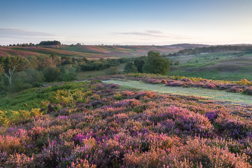 Rockford Common, Heather As Far As You Can See